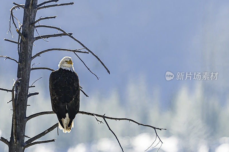 白头Haliaeetus leuccephalus;坐在树上，怀俄明州黄石国家公园的冬天。